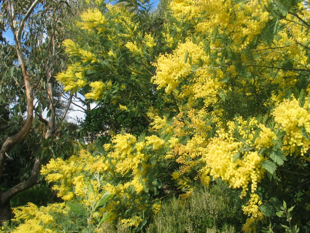 Les mimosas du fond du jardin